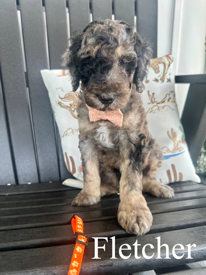 Fletcher (orange collar) 1